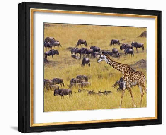 Crossing the Mara River, Maasai Mara, Kenya-Joe Restuccia III-Framed Photographic Print