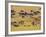 Crossing the Mara River, Maasai Mara, Kenya-Joe Restuccia III-Framed Photographic Print