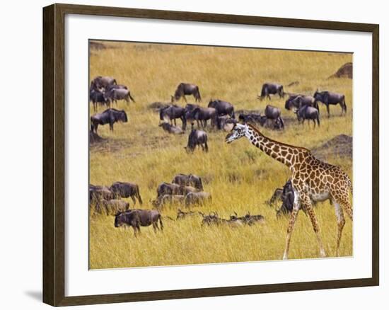 Crossing the Mara River, Maasai Mara, Kenya-Joe Restuccia III-Framed Photographic Print