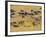 Crossing the Mara River, Maasai Mara, Kenya-Joe Restuccia III-Framed Photographic Print