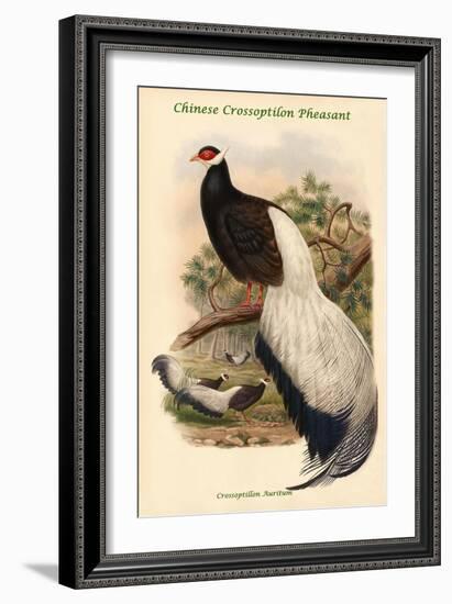 Crossoptillon Auritum - Chinese Crossoptilon Pheasant-John Gould-Framed Art Print