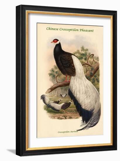 Crossoptillon Auritum - Chinese Crossoptilon Pheasant-John Gould-Framed Art Print