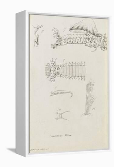Crossostoma Midas: Marine Bristle Worm-Philip Henry Gosse-Framed Premier Image Canvas