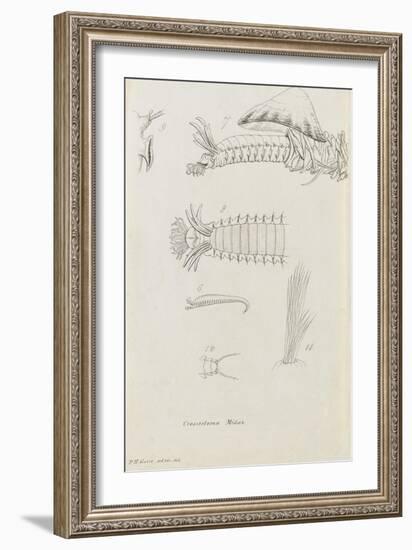 Crossostoma Midas: Marine Bristle Worm-Philip Henry Gosse-Framed Giclee Print