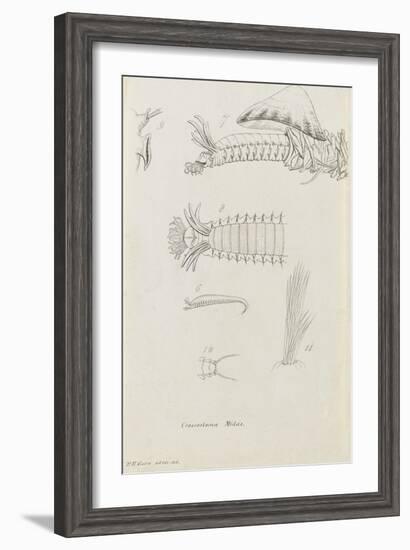 Crossostoma Midas: Marine Bristle Worm-Philip Henry Gosse-Framed Giclee Print