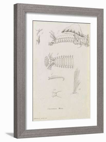 Crossostoma Midas: Marine Bristle Worm-Philip Henry Gosse-Framed Giclee Print