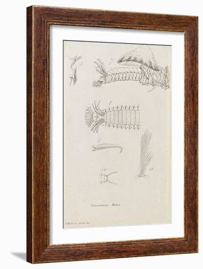 Crossostoma Midas: Marine Bristle Worm-Philip Henry Gosse-Framed Giclee Print