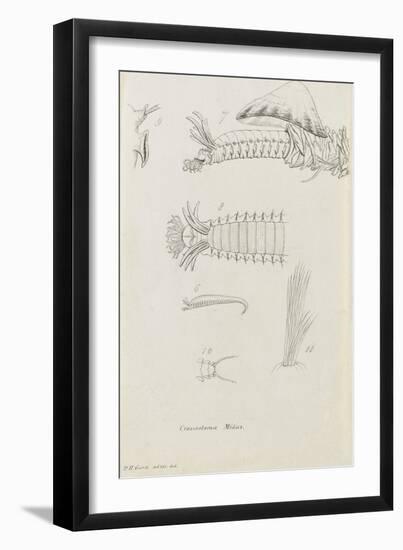 Crossostoma Midas: Marine Bristle Worm-Philip Henry Gosse-Framed Giclee Print