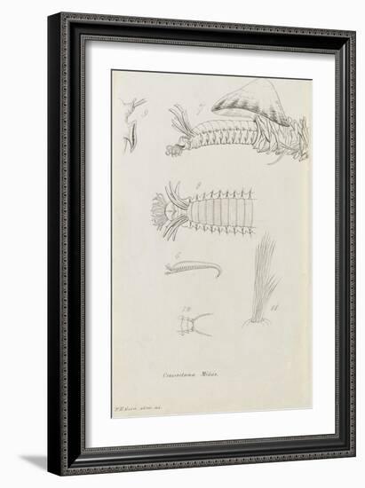 Crossostoma Midas: Marine Bristle Worm-Philip Henry Gosse-Framed Giclee Print