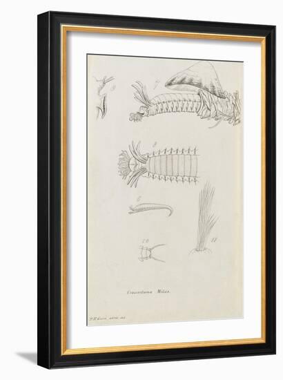 Crossostoma Midas: Marine Bristle Worm-Philip Henry Gosse-Framed Giclee Print