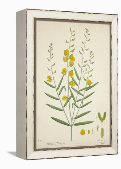 Crotalaria Juncea Linn, 1800-10-null-Framed Premier Image Canvas