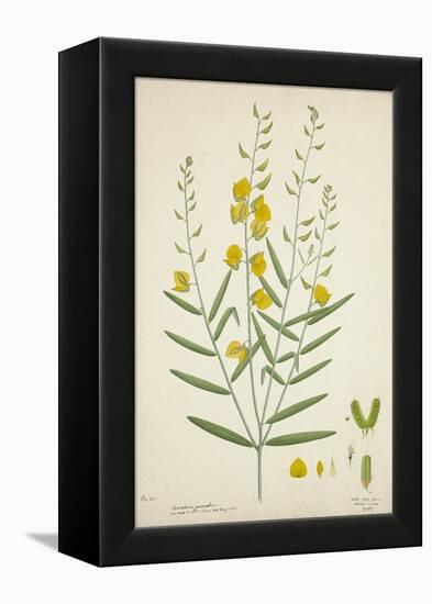 Crotalaria Juncea Linn, 1800-10-null-Framed Premier Image Canvas