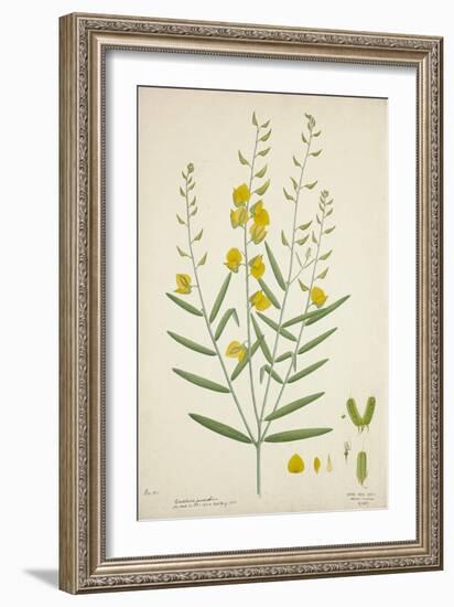 Crotalaria Juncea Linn, 1800-10-null-Framed Giclee Print
