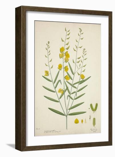 Crotalaria Juncea Linn, 1800-10-null-Framed Giclee Print