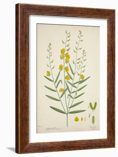 Crotalaria Juncea Linn, 1800-10-null-Framed Giclee Print