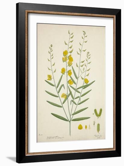 Crotalaria Juncea Linn, 1800-10-null-Framed Giclee Print