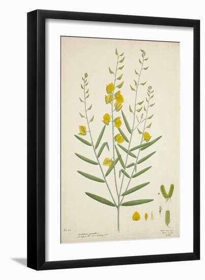 Crotalaria Juncea Linn, 1800-10-null-Framed Giclee Print