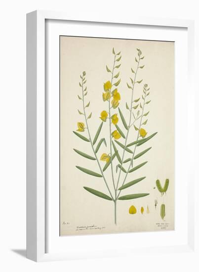 Crotalaria Juncea Linn, 1800-10-null-Framed Giclee Print