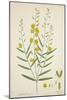 Crotalaria Juncea Linn, 1800-10-null-Mounted Giclee Print
