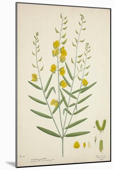 Crotalaria Juncea Linn, 1800-10-null-Mounted Giclee Print