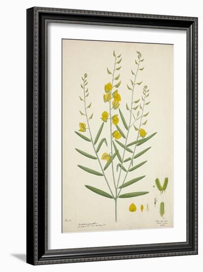 Crotalaria Juncea Linn, 1800-10-null-Framed Giclee Print