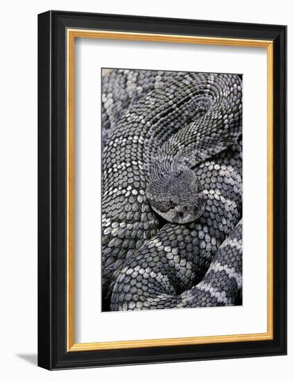 Crotalus Viridis ( Prairie Rattlesnake)-Paul Starosta-Framed Photographic Print