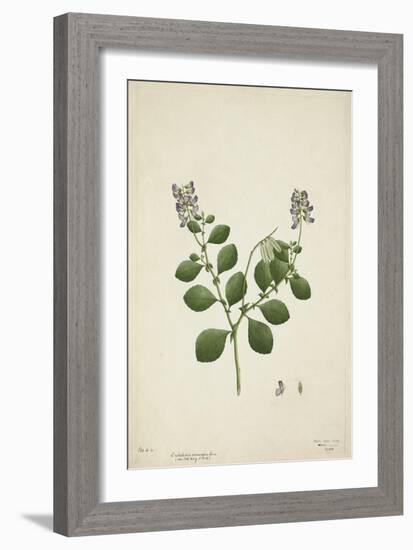 Crotolaria Verrueosa Linn, 1800-10-null-Framed Giclee Print