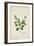 Crotolaria Verrueosa Linn, 1800-10-null-Framed Giclee Print