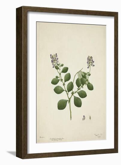 Crotolaria Verrueosa Linn, 1800-10-null-Framed Giclee Print