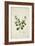 Crotolaria Verrueosa Linn, 1800-10-null-Framed Giclee Print