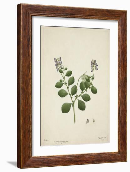 Crotolaria Verrueosa Linn, 1800-10-null-Framed Giclee Print