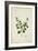 Crotolaria Verrueosa Linn, 1800-10-null-Framed Giclee Print