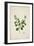 Crotolaria Verrueosa Linn, 1800-10-null-Framed Giclee Print