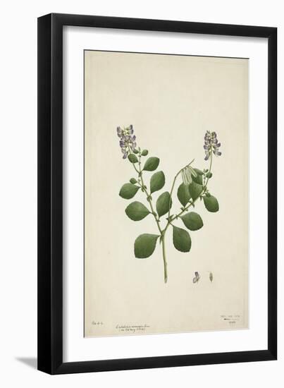 Crotolaria Verrueosa Linn, 1800-10-null-Framed Giclee Print