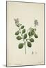 Crotolaria Verrueosa Linn, 1800-10-null-Mounted Giclee Print