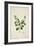 Crotolaria Verrueosa Linn, 1800-10-null-Framed Giclee Print