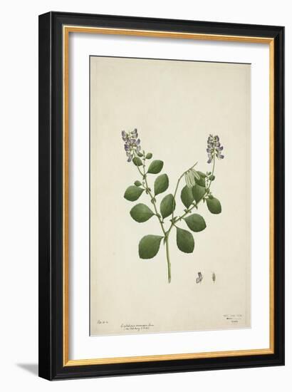 Crotolaria Verrueosa Linn, 1800-10-null-Framed Giclee Print