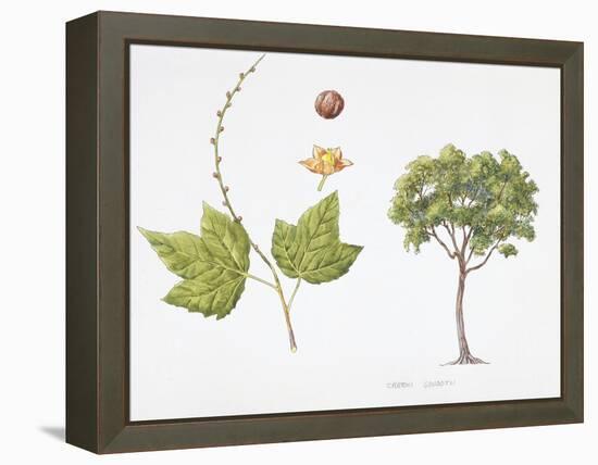 Croton Goudotii Plant with Flower, Leaf and Fruit-null-Framed Premier Image Canvas