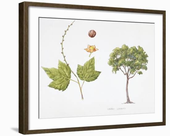 Croton Goudotii Plant with Flower, Leaf and Fruit-null-Framed Giclee Print