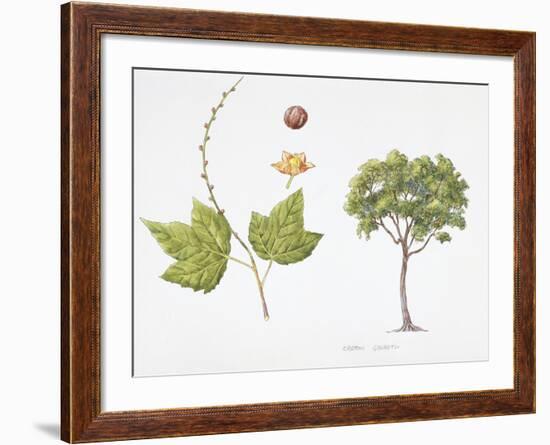 Croton Goudotii Plant with Flower, Leaf and Fruit-null-Framed Giclee Print