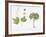 Croton Goudotii Plant with Flower, Leaf and Fruit-null-Framed Giclee Print