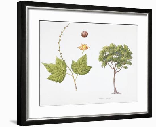 Croton Goudotii Plant with Flower, Leaf and Fruit-null-Framed Giclee Print