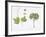 Croton Goudotii Plant with Flower, Leaf and Fruit-null-Framed Giclee Print