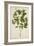 Croton Laccifeus Linn, 1800-10-null-Framed Giclee Print