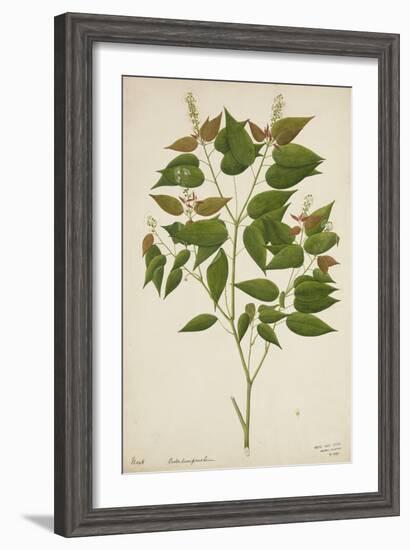 Croton Laccifeus Linn, 1800-10-null-Framed Giclee Print