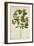 Croton Laccifeus Linn, 1800-10-null-Framed Giclee Print