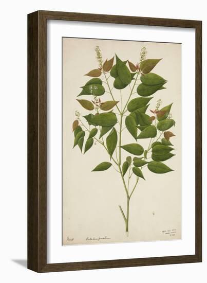 Croton Laccifeus Linn, 1800-10--Framed Giclee Print