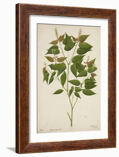 Croton Laccifeus Linn, 1800-10-null-Framed Giclee Print