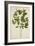 Croton Laccifeus Linn, 1800-10-null-Framed Giclee Print