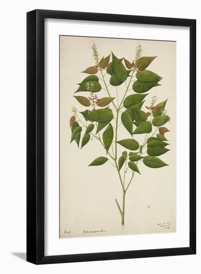 Croton Laccifeus Linn, 1800-10--Framed Giclee Print